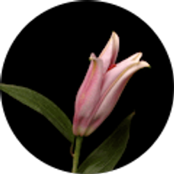 Profile photo of Riley Thuesen