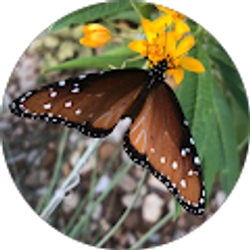 Profile photo of Lynn Morehouse