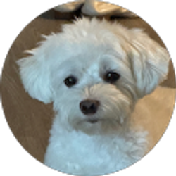 Profile photo of Angie Han