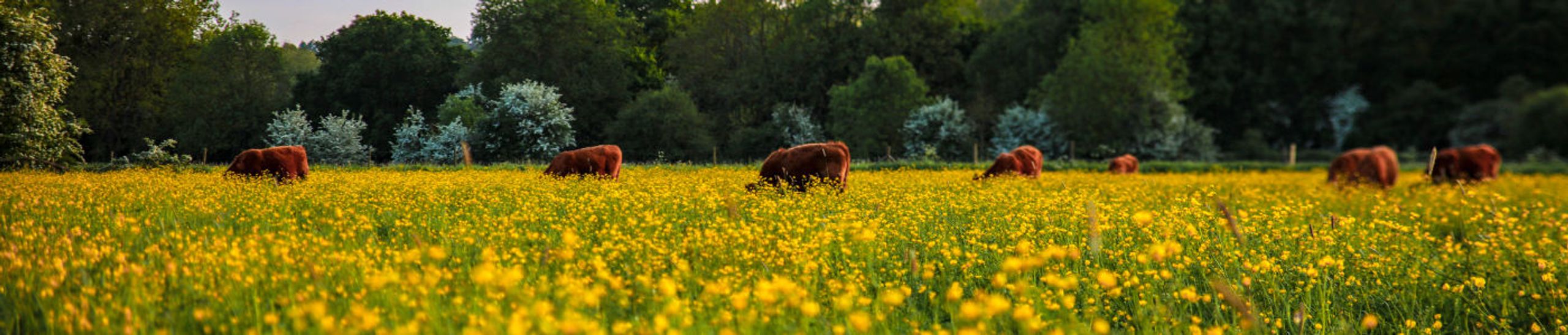 MO Auto & Home Insurance Agent Matt Davidson - State Farm®