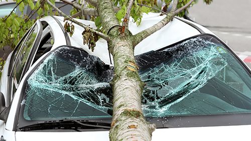 White car damaged by fallen tree.