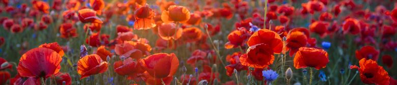 DE Auto & Home Insurance Agent Billy Reese - State Farm®